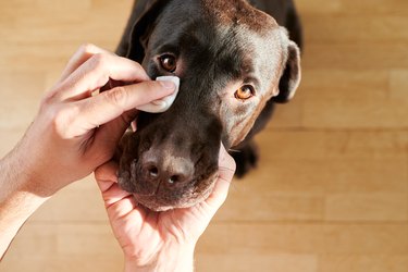 man's hand cleaning his dog's eyes