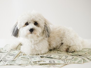 small white dog sitting on top of money