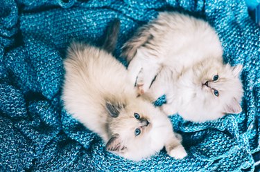 Two white ragdoll cats on a blue blanket.