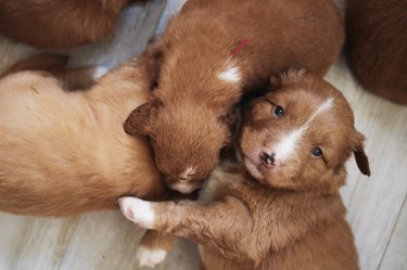 Group of cute puppies