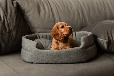 A red cocker spaniel puppy is lying on a gray sofa on its litter.