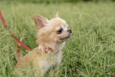 Small dog or Chihuahua on the green lawn in the park, pet and leash