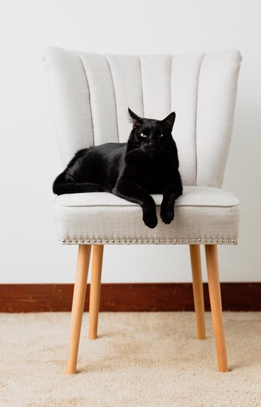 Beautiful black cat sitting on white chair