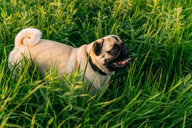 Cute pug dog in a butterfly collar on the green grass in the sunset light.