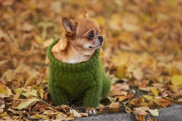 Lonely upset little chihuahua dog wearing green knitted sweater  sitting among yellow fallen leaves in the cold autumn season at nature.