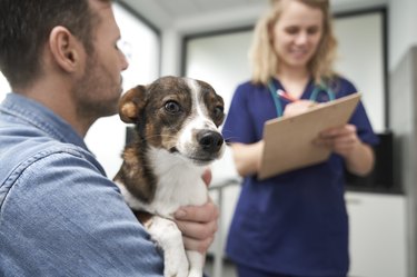 Man with cute dog at the visit in doctor's office