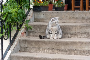 Fat gray cat on the steps of the house.