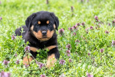 Small rottweiler puppy lying outdoors