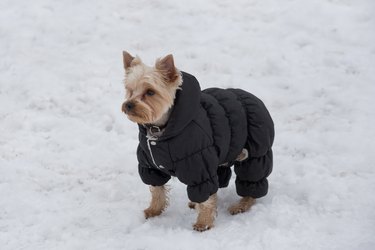 Cute yorkshire terrier puppy in black coat is standing in the winter park. Pet animals.