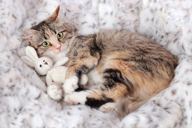 Cat on blanket holding a plush bunny toy