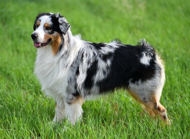 Australian Shepherd Dog Breed Information