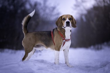 Beagle dog winter portrait