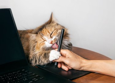 Cute cat licking hand working on a computer with a tablet pen.
