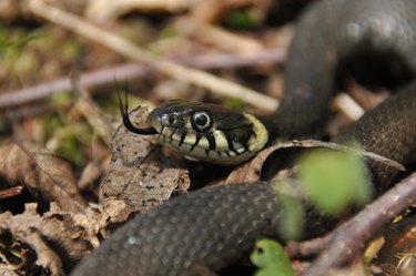 Non-venomous grass snake (black and yellow) is sticking its tongue out while laying on grass and leaves