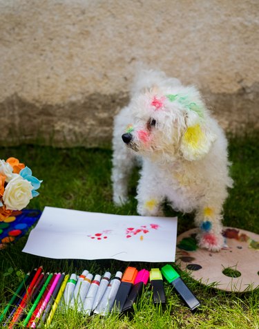 puppy that looks like she had lots of fun in art class, making a mess with paint.