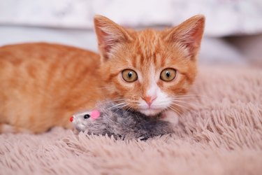 A beautiful smooth-haired sunny domestic kitten is lying on the sofa and playing with a mouse close-up