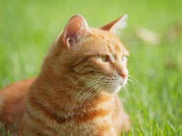 Portrait of cute ginger tabby cat in sunny day, headshot close up view.