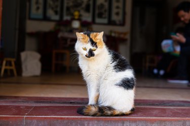 a calico cat sitting on the doorsill