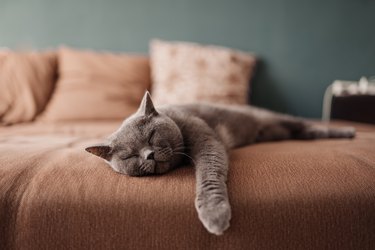 British Shorthair cat sleeping on a bed, with their one paw hanging over the edge.