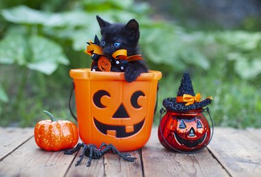 A small black kitten sits inside a jack-o-lantern plastic Halloween bucket. Next to the bucket are two small decorative pumpkins.