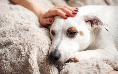 Woman hand touching a cute relaxed jack russell dog