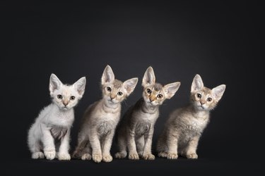 LaPerm kittens on black background