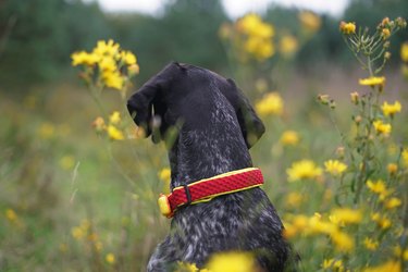 The portrait of a black and white Greyster dog posing outdoors wearing a red collar with a yellow GPS tracker on it sitting in a green grass with yellow flowers in summer. Backside view