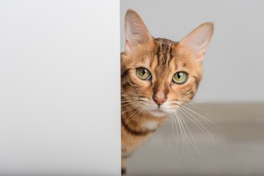 A red cat with green eyes peeks through the open door.