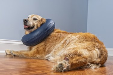 Golden Retriever wearing inflatable E-Collar