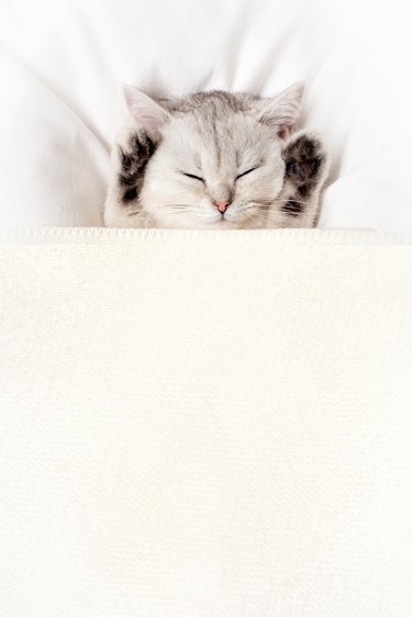 Um gatinho branco dorme lindamente debaixo de um cobertor branco com as patas para cima