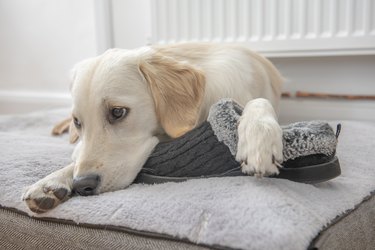 Golden retriever puppy sitting on grey dog bed with paw over a slipper