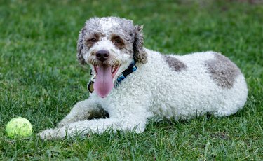 3-Year-Old Lagotto Romagnolo puppy male lying down and resting near its toy