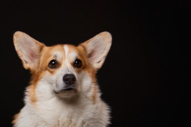 Studio portrait of a Pembroke Welsh Corgi dog on a black background.