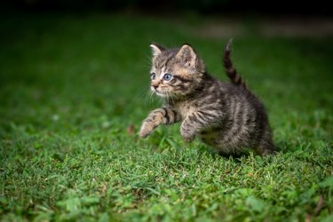 A grey striped kitten with blue eyes is jumping forward on grass.
