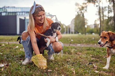 A young girl in the park is picking up the poop of her dogs. Friendship, walk, pets