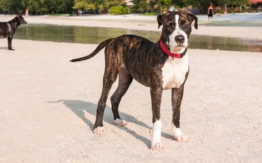 A pittbull terrier is playing at the beach.