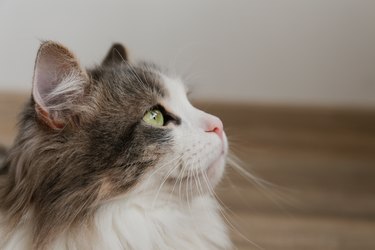 Gray and white ragamuffin cat in profile.