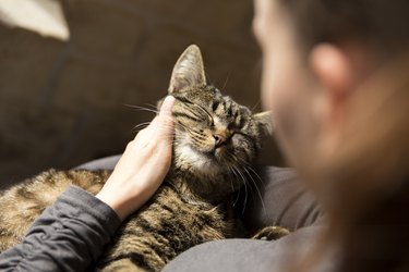 Woman petting and cuddling with her cat