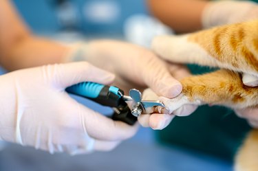 Veterinarian cutting an orange cat's claws.