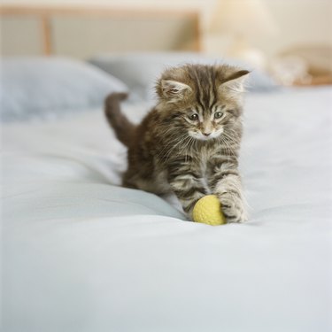 Maine Coon kitten sitting on bed in bedroom, playing with ball