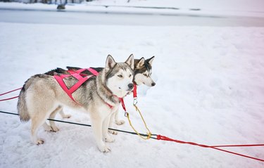 huskies in harnesses in the snow