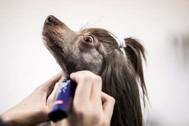 Pet Groomer Shaving Head of a Chinese Crested Dog With Electric Razor