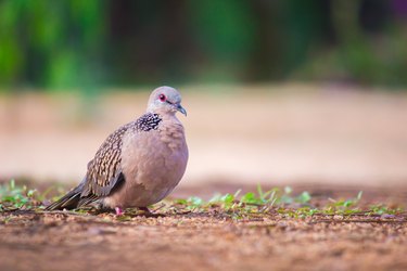 Pigeon looking for food on the ground