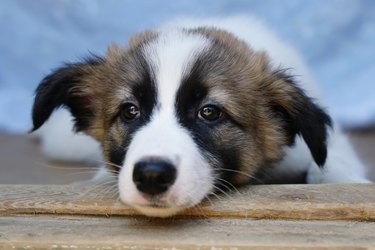 Cute close-up puppy