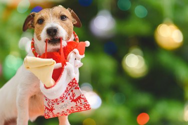 Pet dog holding in mouth Christmas stocking with dog bone as holiday gift