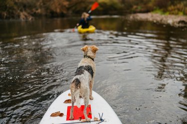 Kayaking on the river with dog