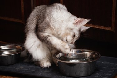 Maine Coon cat drinks water