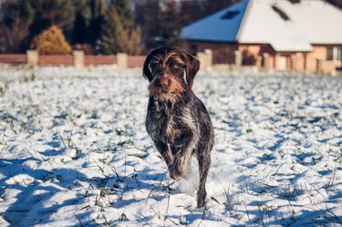 Cesky fousek jumps through snowy field. The focused look of young Bohemian wire as she sprints for his prey. Barbu tcheque is looking for the right lead. Portrait of dog running in baby blue tones