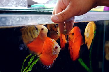 Man hand feeding aquarium fishes