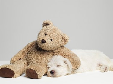 Teddy bear resting on sleeping West Highland Terrier puppy